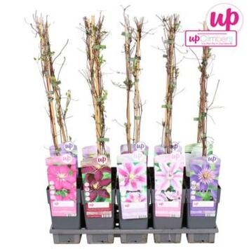 image CLEMATITE PYRAM