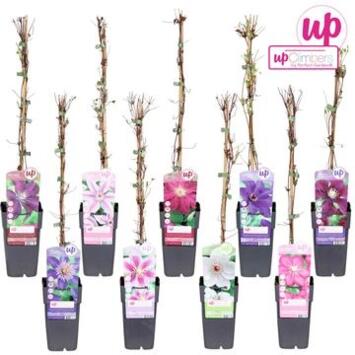 image CLEMATITE PYRAM