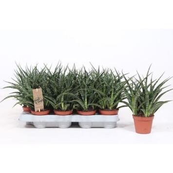 image SANSEVIERIA FERNWOOD PUNK
