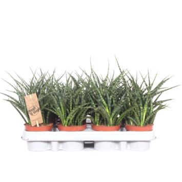 image SANSEVIERIA FERNWOOD PUNK