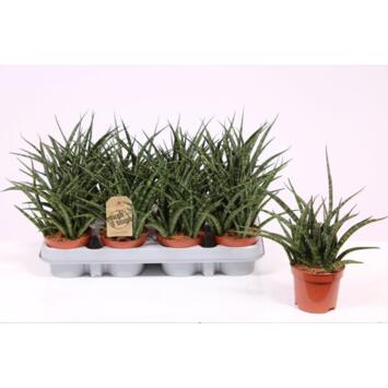 image SANSEVIERIA FERNWOOD PUNK