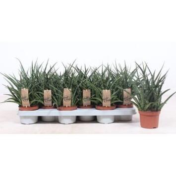 image SANSEVIERIA FERNWOOD PUNK