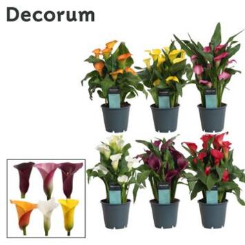 image ARUM VARIES DECORUM