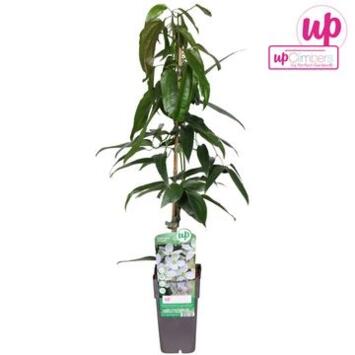 image CLEMATITE ARMANDII PYRAM