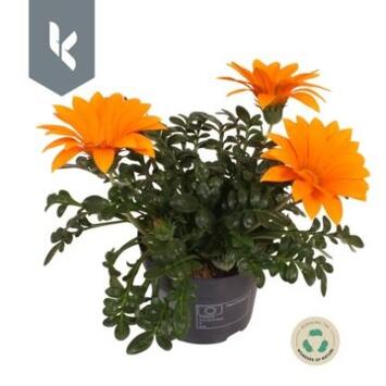image GAZANIA GIANT ORANGE