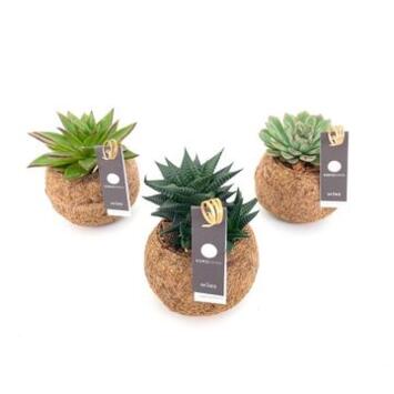 image SUCCULENTE KOKODAMA