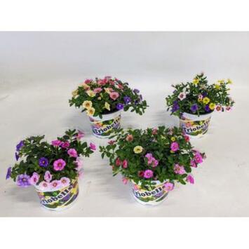 image CALIBRACHOA 3COULEURS