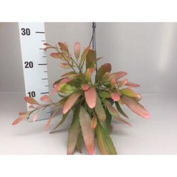 image RHIPSALIS RED CORAL SUSP