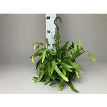 image RHIPSALIS RED CORAL SUSP