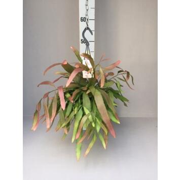 image RHIPSALIS RED CORAL SUSP