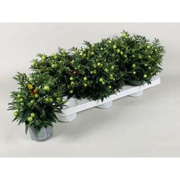 image SOLANUM