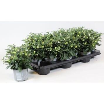 image SOLANUM