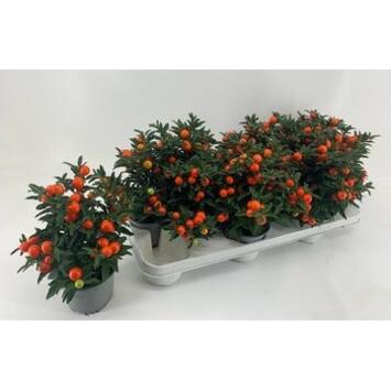 image SOLANUM