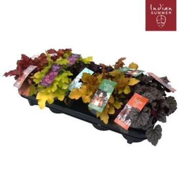 image HEUCHERA VARIES