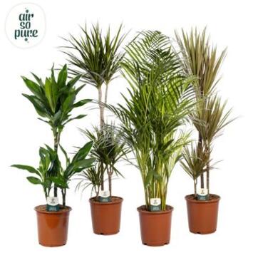 image PLANTES VERTES VARIEES