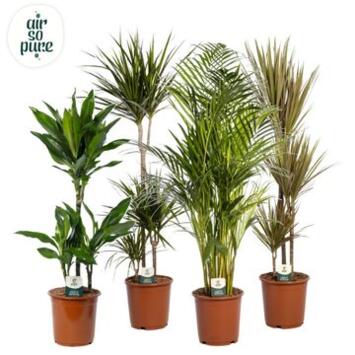 image PLANTES VERTES VARIEES