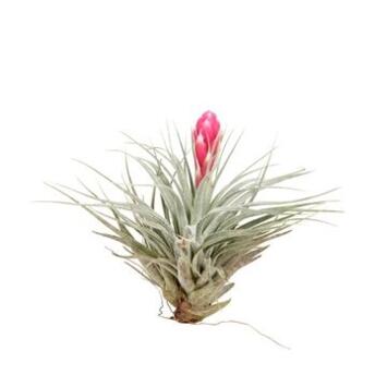 image TILLANDSIA COTTON CANDY