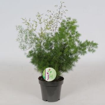 image ASPARAGUS MYRIOCLADUS