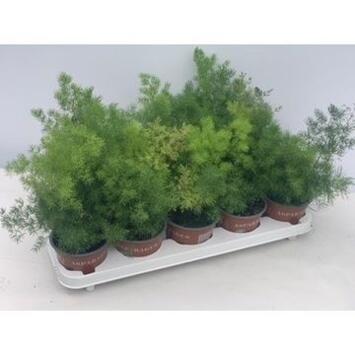 image ASPARAGUS MYRIOCLADUS