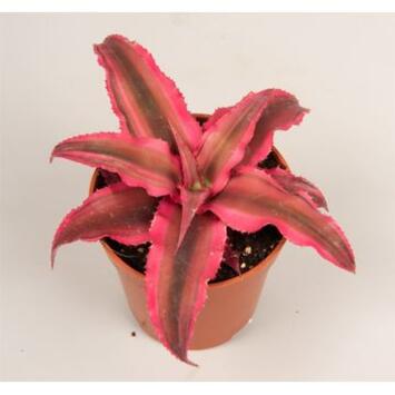 image CRYPTANTHUS RUBIN STAR