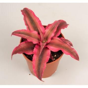 image CRYPTANTHUS RUBIN STAR