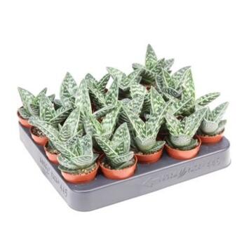 image ALOE VARIEGATA MAGIC