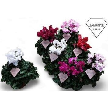 image CYCLAMEN MERENGUE VARIES