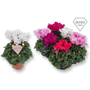image CYCLAMEN MERENGUE VARIES