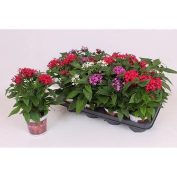image PENTAS VARIES