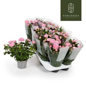 image ROSIER KORDANA ELYSIUM