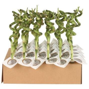 image LUCKY SPIRALE 30CM TUBE