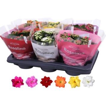image KALANCHOE FL DBLE VARIES