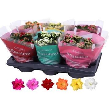 image KALANCHOE FL DBLE VARIES