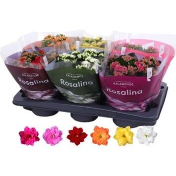 image KALANCHOE FL DBLE VARIES