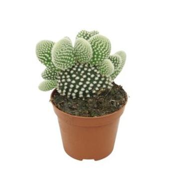 image CACTUS OPUNTIA MICRODASYS