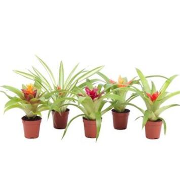 image GUZMANIA VARIES