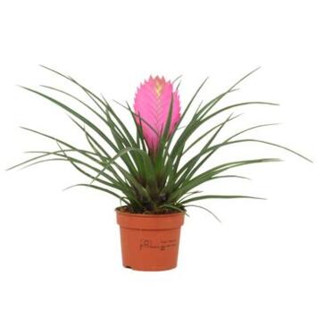 image TILLANDSIA ANITA