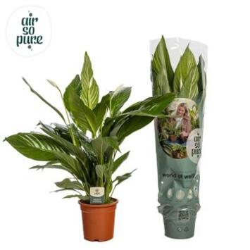 image SPATHIPHYLLUM SWEET LAURETTA