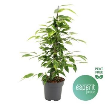 image FICUS ANASTASIA PYRAM