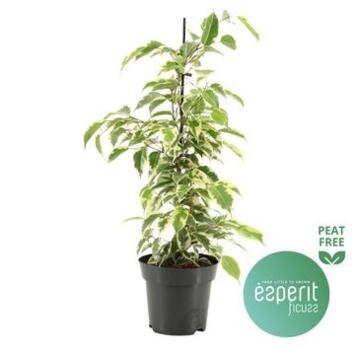 image FICUS SAMANTHA PYRAM