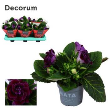 image GLOXINIA SONATA LILAS DECORUM