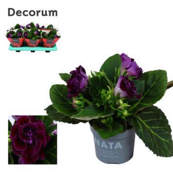 image GLOXINIA SONATA LILAS DECORUM
