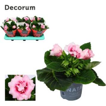 image GLOXINIA SONATA ROSE
