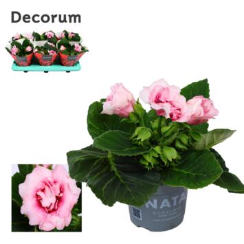 image GLOXINIA SONATA ROSE