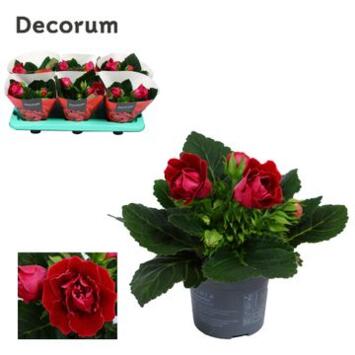 image GLOXINIA SONATA ROUGE