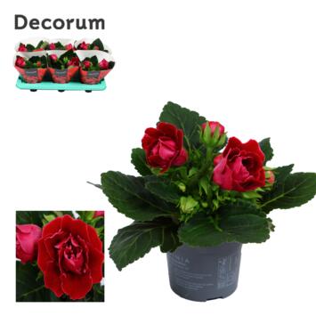 image GLOXINIA SONATA ROUGE