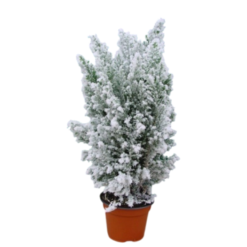 image CHAMAECYPARIS GIVRE