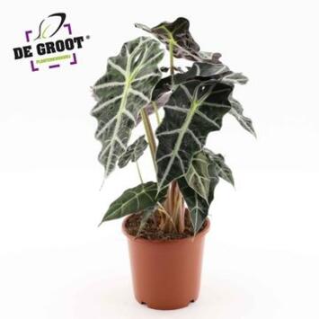 image ALOCASIA POLLY