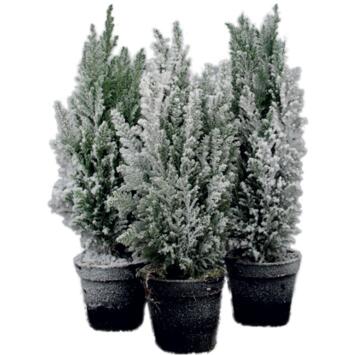 image CHAMAECYPARIS GIVRE