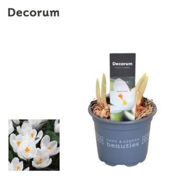 image CROCUS JEANNE D ARC